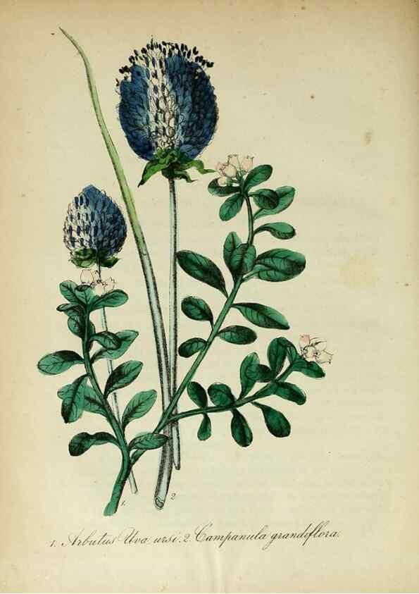 Reproducción/Reproduction 10172376483: The American flora :. New York :Hull & Spencer,1855.