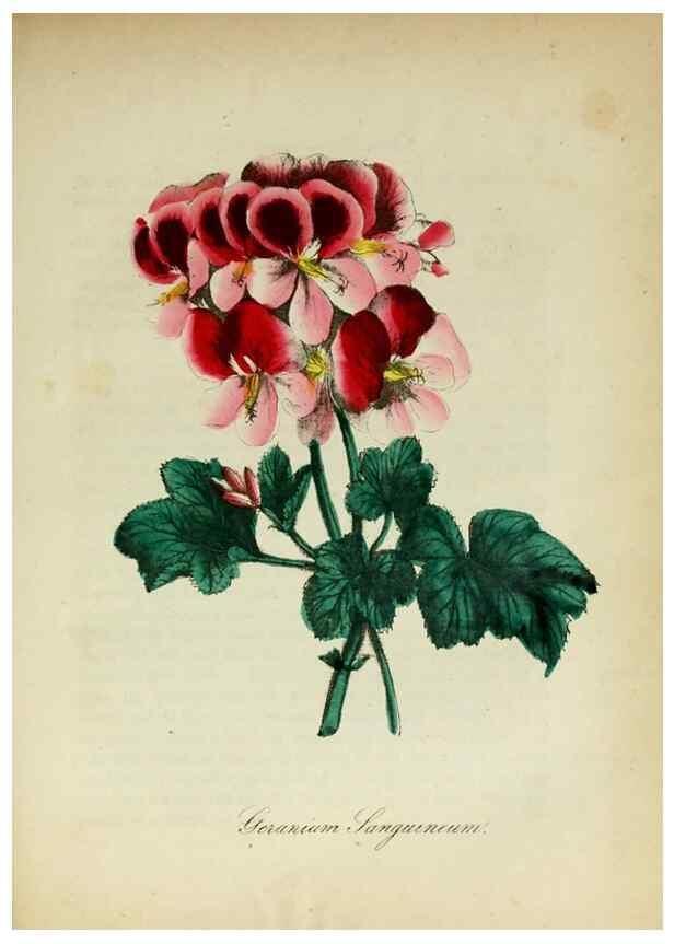 Reproducción/Reproduction 10172322036: The American flora :. New York :Hull & Spencer,1855.