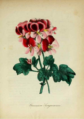 Reproducción/Reproduction 10172322036: The American flora :. New York :Hull & Spencer,1855.