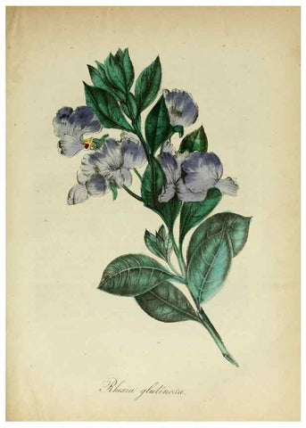 Reproducción/Reproduction 10172253555: The American flora :. New York :Hull & Spencer,1855.