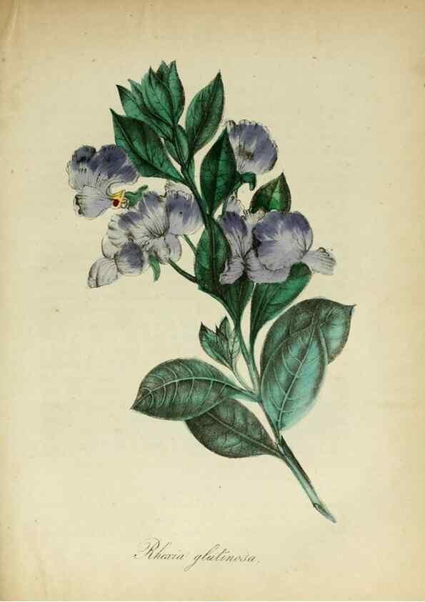 Reproducción/Reproduction 10172253555: The American flora :. New York :Hull & Spencer,1855.