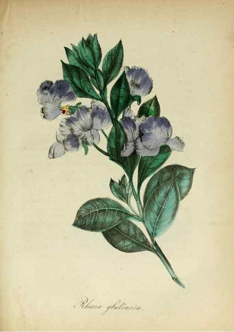 Reproducción/Reproduction 10172253555: The American flora :. New York :Hull & Spencer,1855.