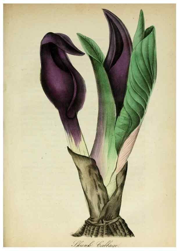 Reproducción/Reproduction 10172257375: The American flora :. New York :Hull & Spencer,1855.