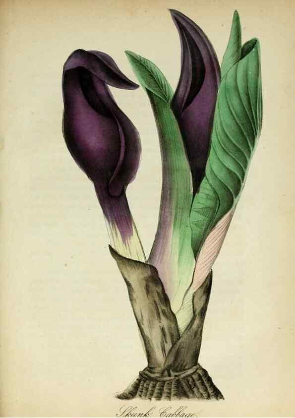 Reproducción/Reproduction 10172257375: The American flora :. New York :Hull & Spencer,1855.