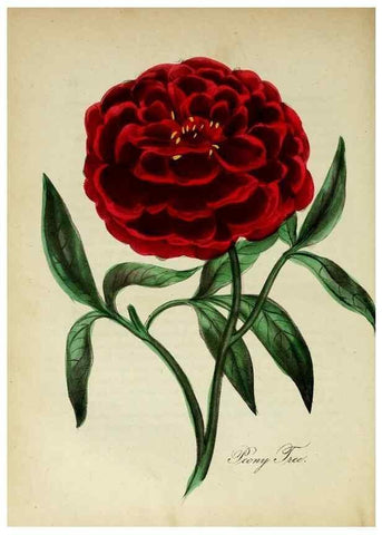 Reproducción/Reproduction 10172393443: The American flora :. New York :Hull & Spencer,1855.