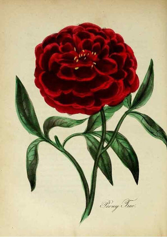 Reproducción/Reproduction 10172393443: The American flora :. New York :Hull & Spencer,1855.