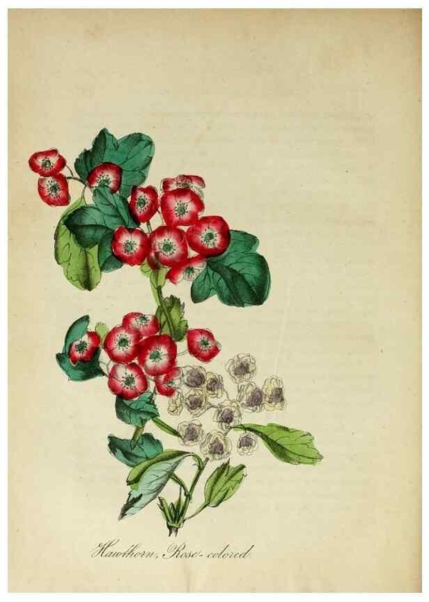 Reproducción/Reproduction 10172265975: The American flora :. New York :Hull & Spencer,1855.