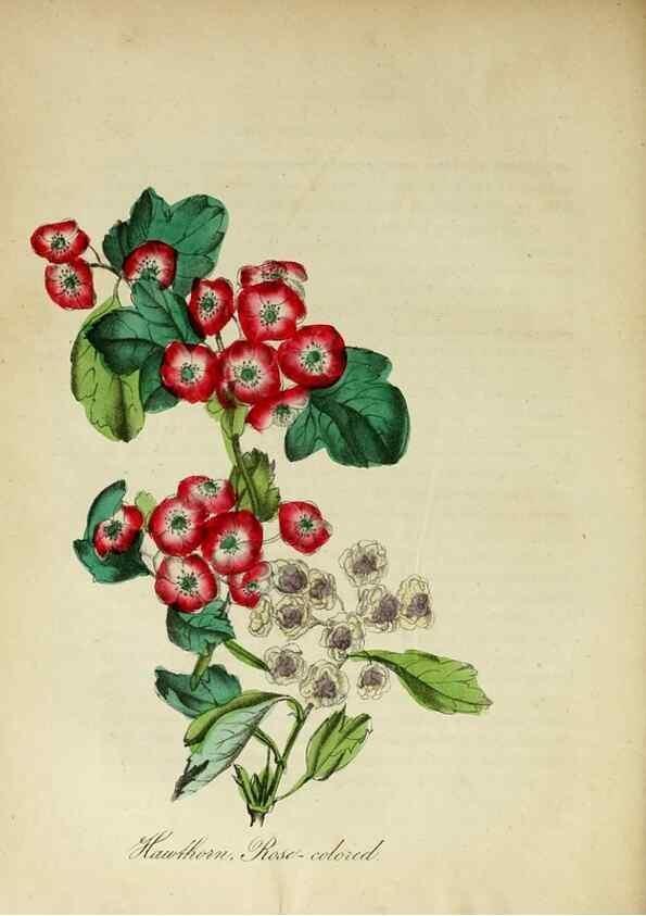 Reproducción/Reproduction 10172265975: The American flora :. New York :Hull & Spencer,1855.