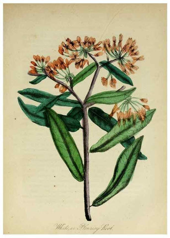 Reproducción/Reproduction 10172271055: The American flora :. New York :Hull & Spencer,1855.
