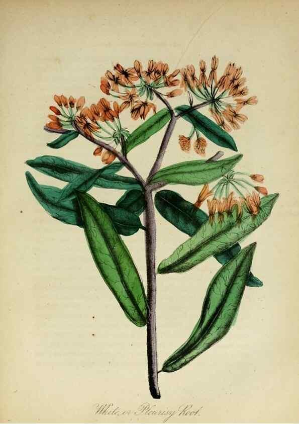 Reproducción/Reproduction 10172271055: The American flora :. New York :Hull & Spencer,1855.