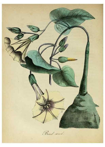Reproducción/Reproduction 10172349016: The American flora :. New York :Hull & Spencer,1855.