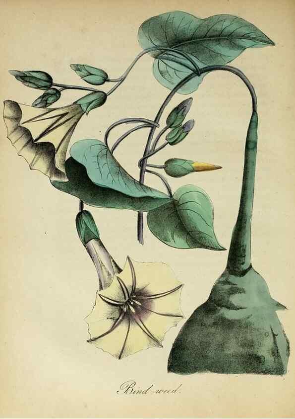 Reproducción/Reproduction 10172349016: The American flora :. New York :Hull & Spencer,1855.