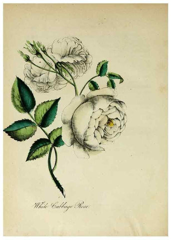 Reproducción/Reproduction 10172412603: The American flora :. New York :Hull & Spencer,1855.