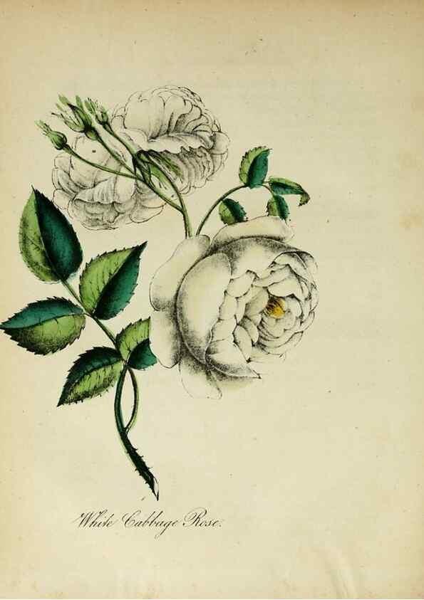 Reproducción/Reproduction 10172412603: The American flora :. New York :Hull & Spencer,1855.