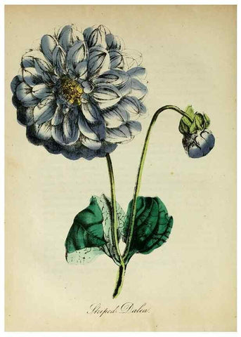 Reproducción/Reproduction 10172360656: The American flora :. New York :Hull & Spencer,1855.