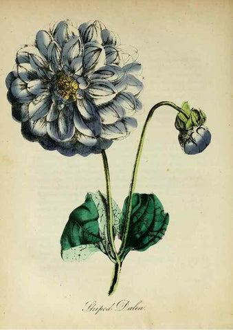 Reproducción/Reproduction 10172360656: The American flora :. New York :Hull & Spencer,1855.