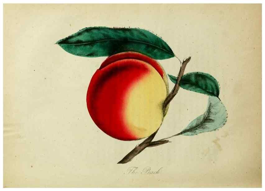 Reproducción/Reproduction 10172181194: The American flora :. New York :Hull & Spencer,1855.
