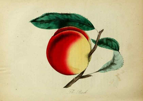 Reproducción/Reproduction 10172181194: The American flora :. New York :Hull & Spencer,1855.