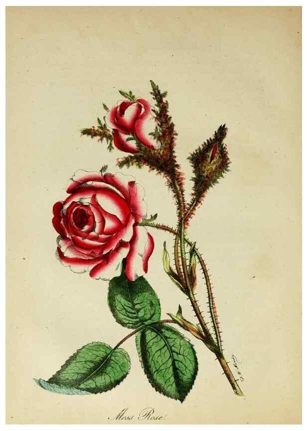 Reproducción/Reproduction 10172428353: The American flora :. New York :Hull & Spencer,1855.