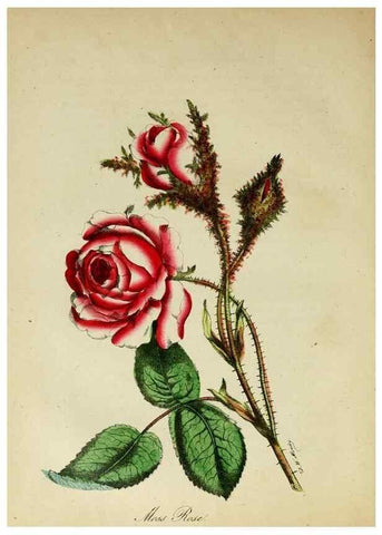 Reproducción/Reproduction 10172428353: The American flora :. New York :Hull & Spencer,1855.