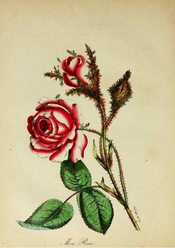 Reproducción/Reproduction 10172428353: The American flora :. New York :Hull & Spencer,1855.