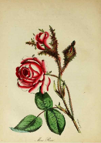 Reproducción/Reproduction 10172428353: The American flora :. New York :Hull & Spencer,1855.