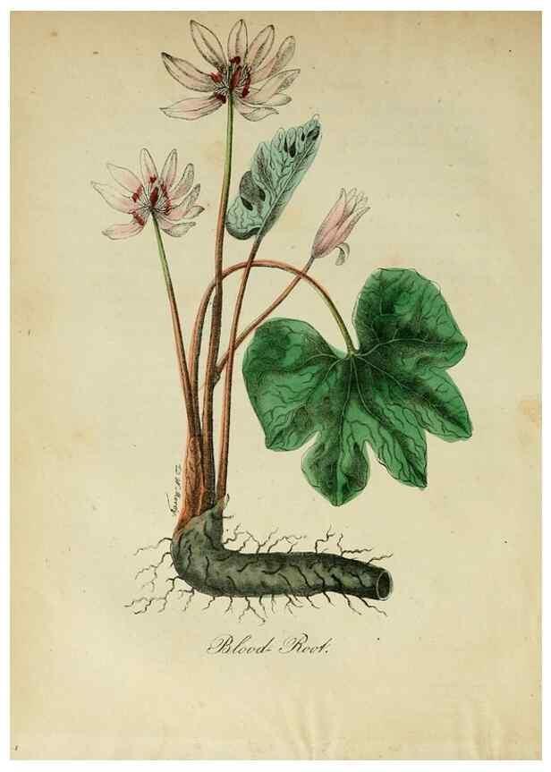 Reproducción/Reproduction 10172375496: The American flora :. New York :Hull & Spencer,1855.
