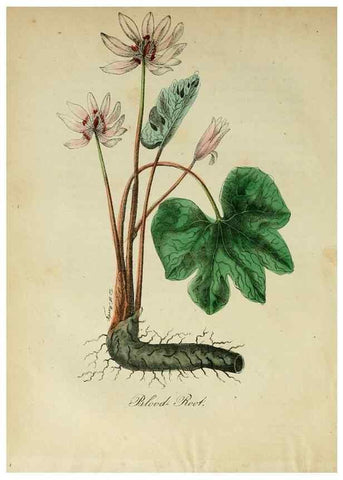 Reproducción/Reproduction 10172375496: The American flora :. New York :Hull & Spencer,1855.