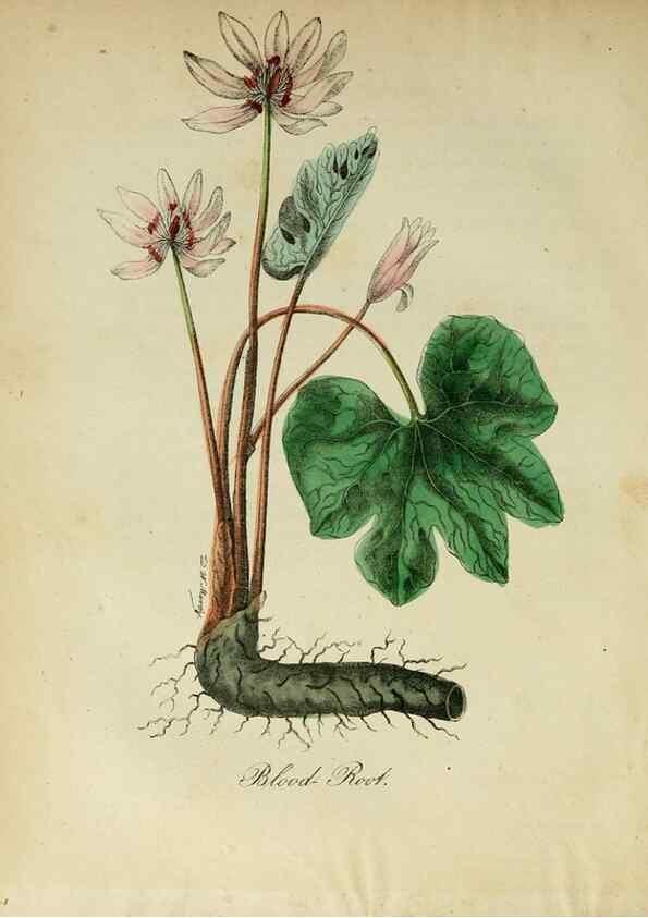 Reproducción/Reproduction 10172375496: The American flora :. New York :Hull & Spencer,1855.