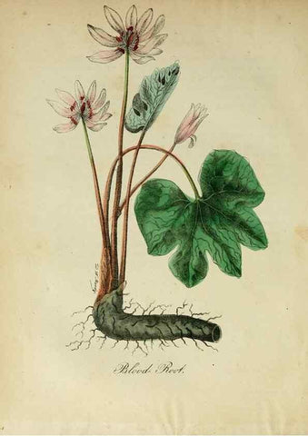 Reproducción/Reproduction 10172375496: The American flora :. New York :Hull & Spencer,1855.