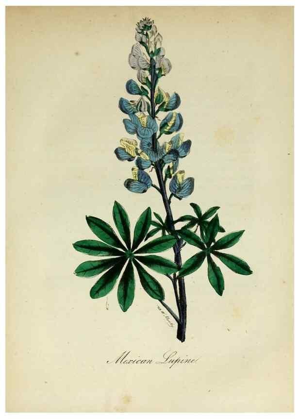 Reproducción/Reproduction 10172307035: The American flora :. New York :Hull & Spencer,1855.