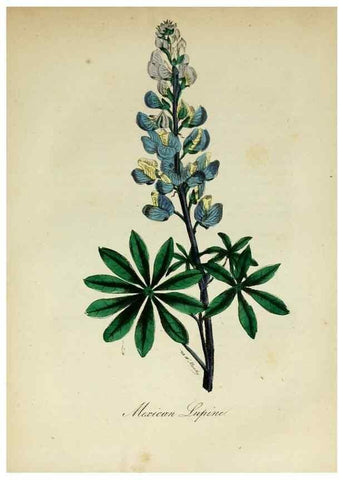 Reproducción/Reproduction 10172307035: The American flora :. New York :Hull & Spencer,1855.