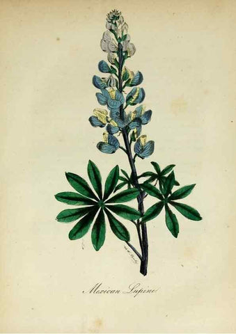 Reproducción/Reproduction 10172307035: The American flora :. New York :Hull & Spencer,1855.