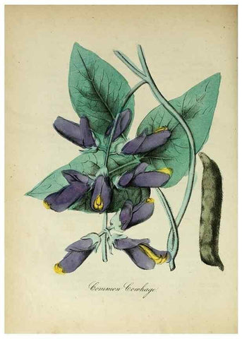 Reproducción/Reproduction 10172235265: The American flora :. New York :Hull & Spencer,1855.