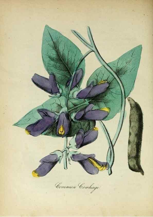 Reproducción/Reproduction 10172235265: The American flora :. New York :Hull & Spencer,1855.