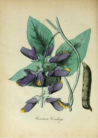 Reproducción/Reproduction 10172235265: The American flora :. New York :Hull & Spencer,1855.