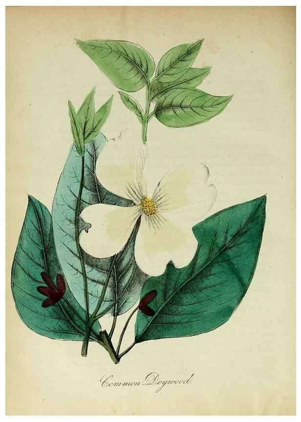 Reproducción/Reproduction 10172302516: The American flora :. New York :Hull & Spencer,1855.
