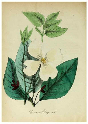 Reproducción/Reproduction 10172302516: The American flora :. New York :Hull & Spencer,1855.