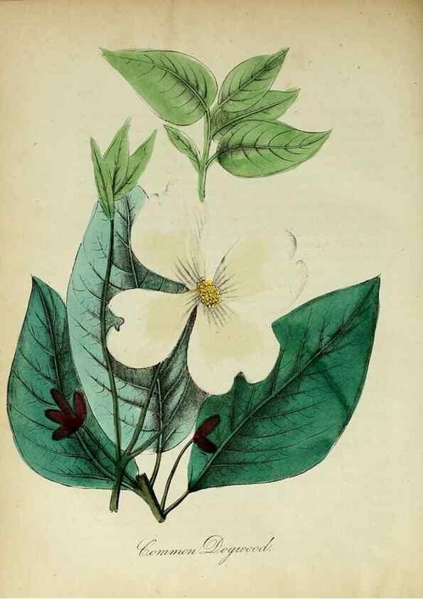 Reproducción/Reproduction 10172302516: The American flora :. New York :Hull & Spencer,1855.