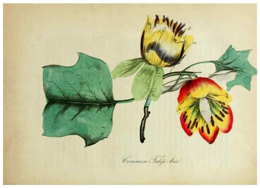 Reproducción/Reproduction 10172224925: The American flora :. New York :Hull & Spencer,1855.
