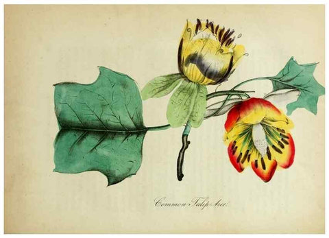Reproducción/Reproduction 10172224925: The American flora :. New York :Hull & Spencer,1855.