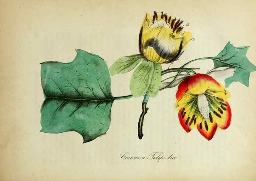 Reproducción/Reproduction 10172224925: The American flora :. New York :Hull & Spencer,1855.