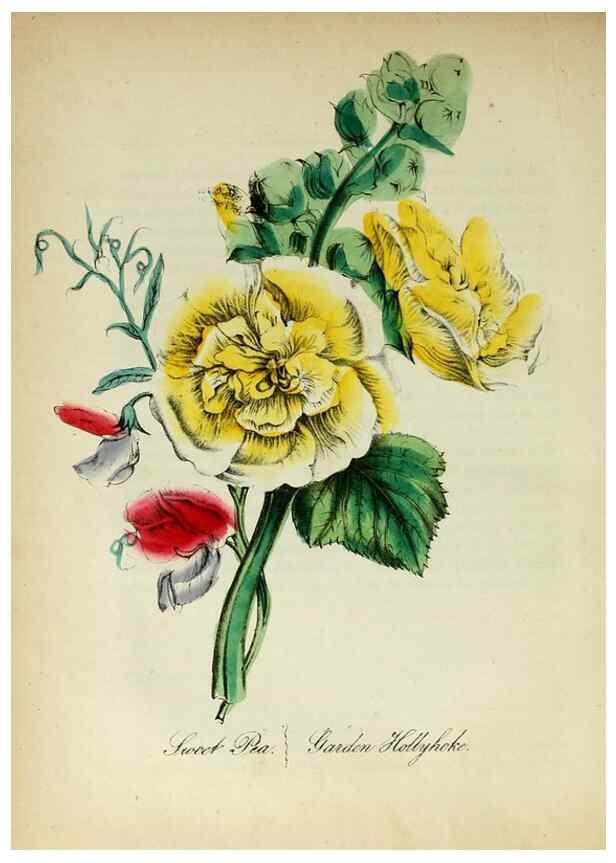 Reproducción/Reproduction 10172220015: The American flora :. New York :Hull & Spencer,1855.
