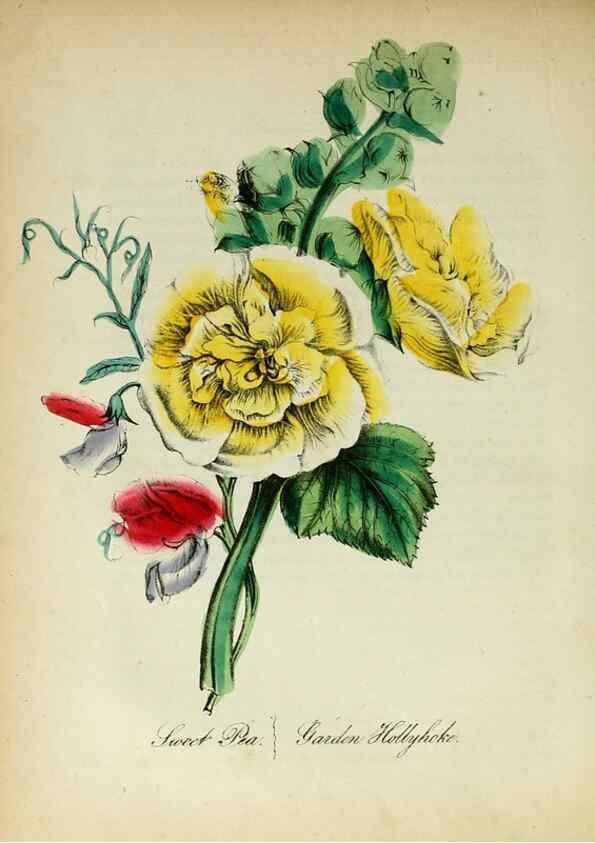Reproducción/Reproduction 10172220015: The American flora :. New York :Hull & Spencer,1855.
