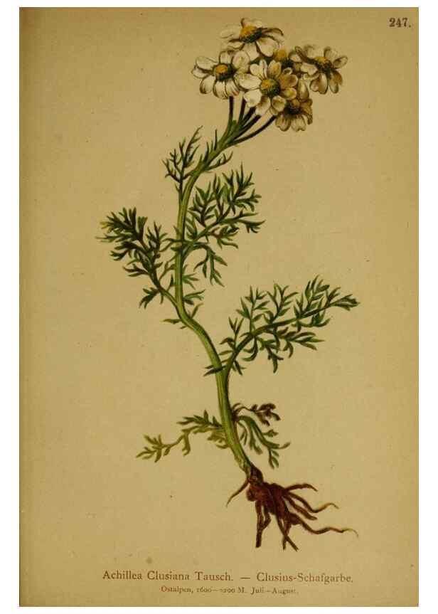Reproducción/Reproduction 10055747205: Atlas der Alpenflora /. Wien :Eigenthum und Verlag des Deutschen und Oesterr. Alpenvereins,1882.