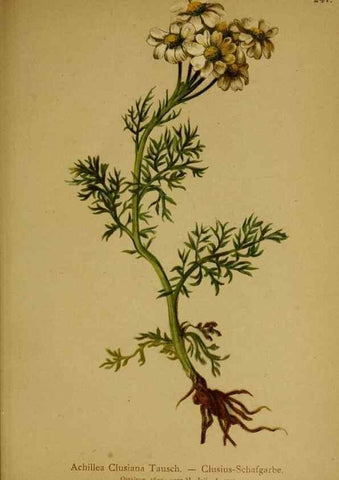 Reproducción/Reproduction 10055747205: Atlas der Alpenflora /. Wien :Eigenthum und Verlag des Deutschen und Oesterr. Alpenvereins,1882.
