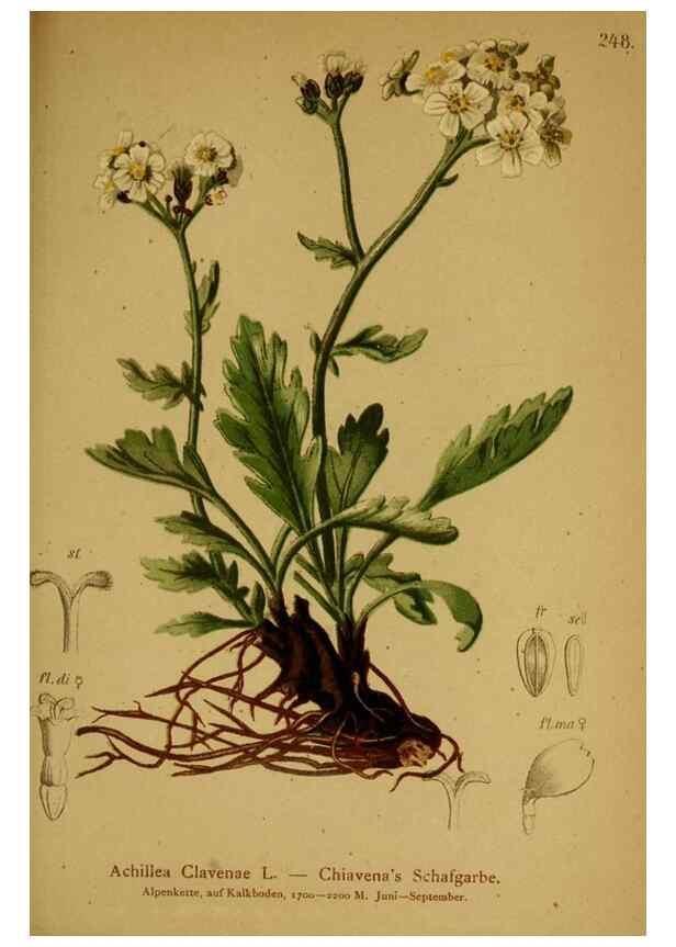 Reproducción/Reproduction 10055750895: Atlas der Alpenflora /. Wien :Eigenthum und Verlag des Deutschen und Oesterr. Alpenvereins,1882.