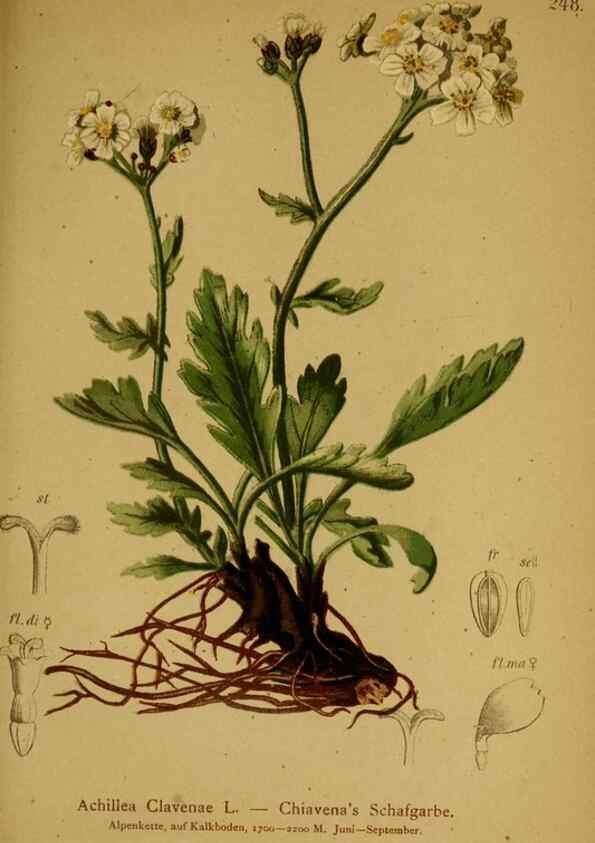 Reproducción/Reproduction 10055750895: Atlas der Alpenflora /. Wien :Eigenthum und Verlag des Deutschen und Oesterr. Alpenvereins,1882.