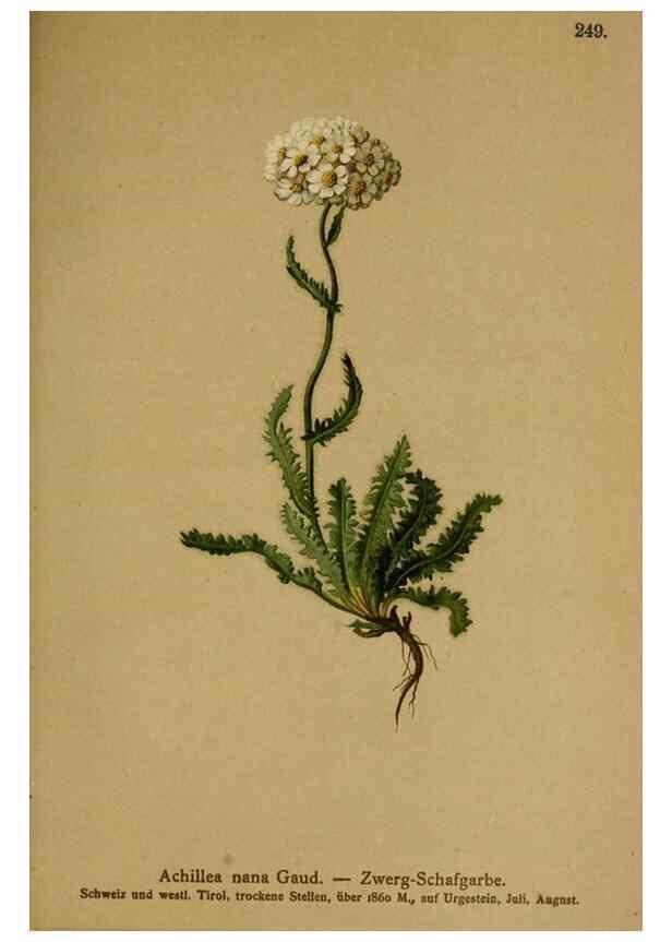 Reproducción/Reproduction 10055859263: Atlas der Alpenflora /. Wien :Eigenthum und Verlag des Deutschen und Oesterr. Alpenvereins,1882.
