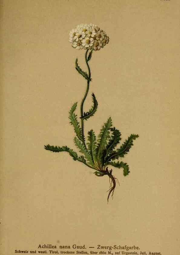 Reproducción/Reproduction 10055859263: Atlas der Alpenflora /. Wien :Eigenthum und Verlag des Deutschen und Oesterr. Alpenvereins,1882.